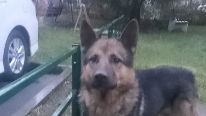    Фото: ТГ-канал "Инцидент Новосибирск"