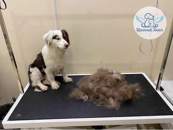 Наш выпускник — Аккорд