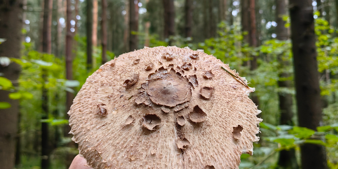 Грибы в Подмосковье в сентябре. С международным днем грибника.