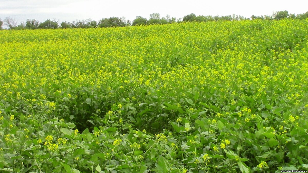 Редька масличная цветет