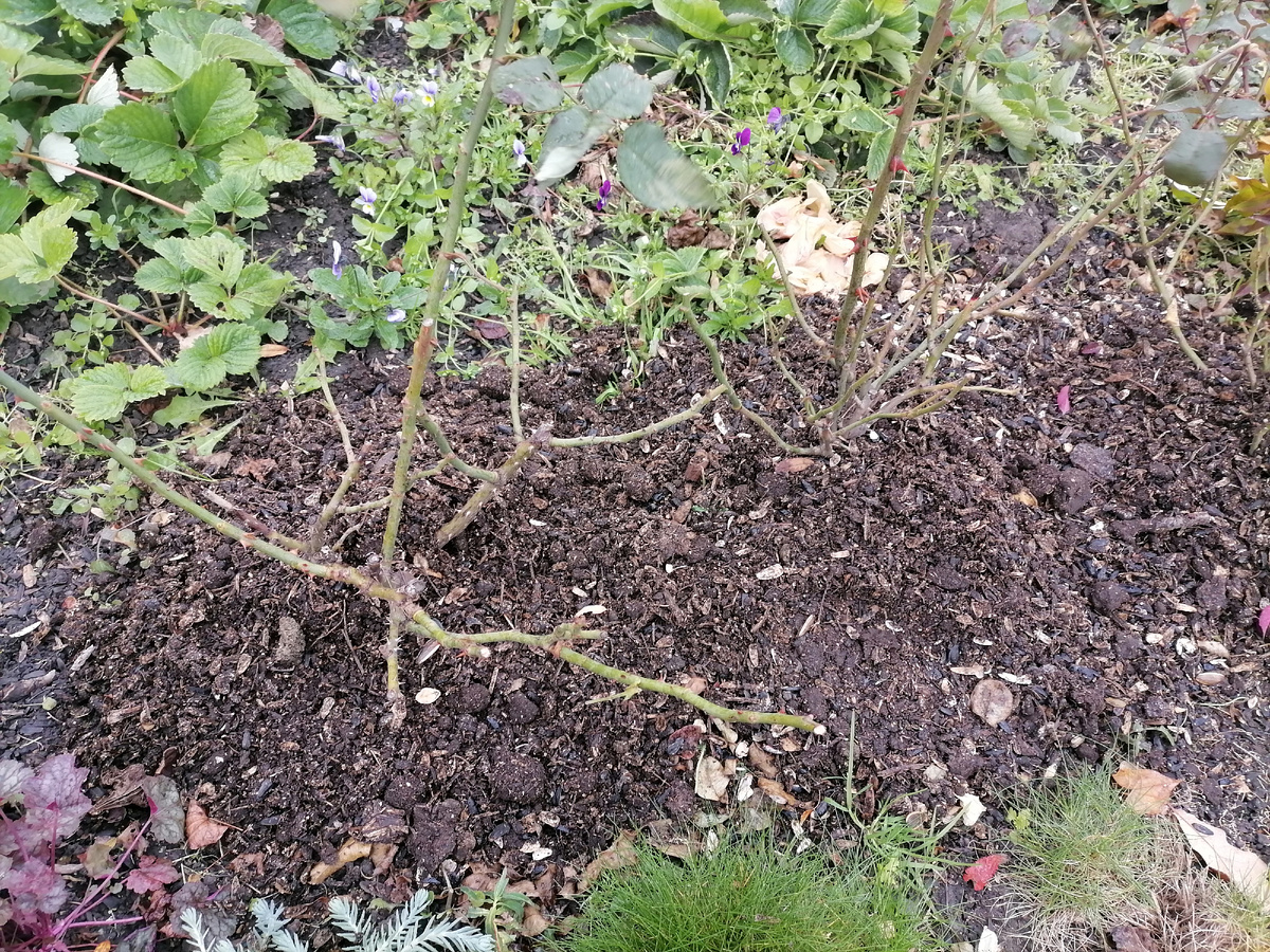 Замульчировала розы