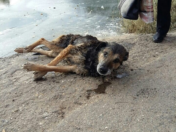 В Ульяновской области женщина ринулась в ледяную воду, чтобы спасти из-подо льда собаку