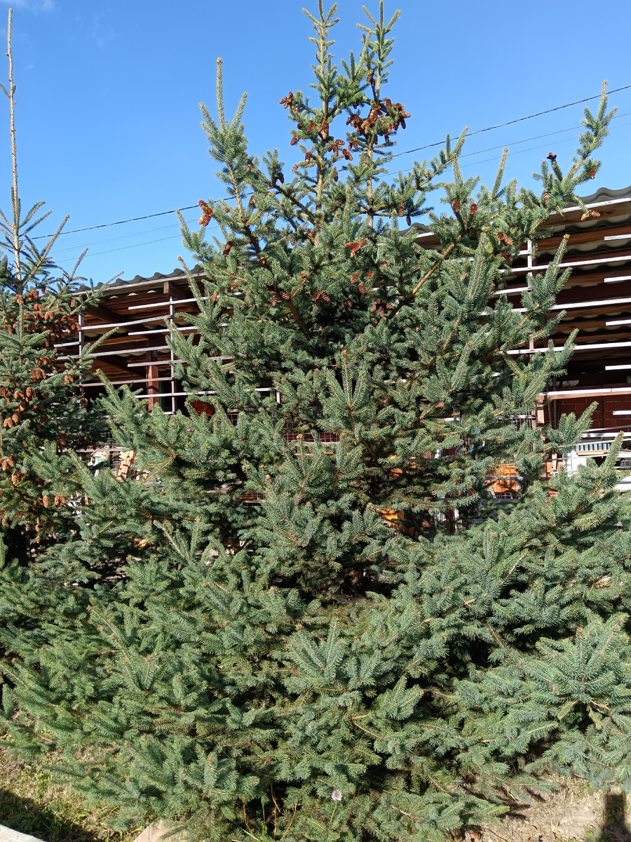 Как же я люблю наши елочки! 