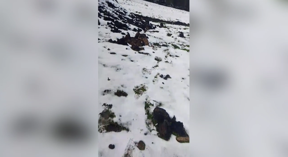    Медвежьи следы на снегу в Республике Алтай. Источник: Telegram-канал "Горно-Алтайск"