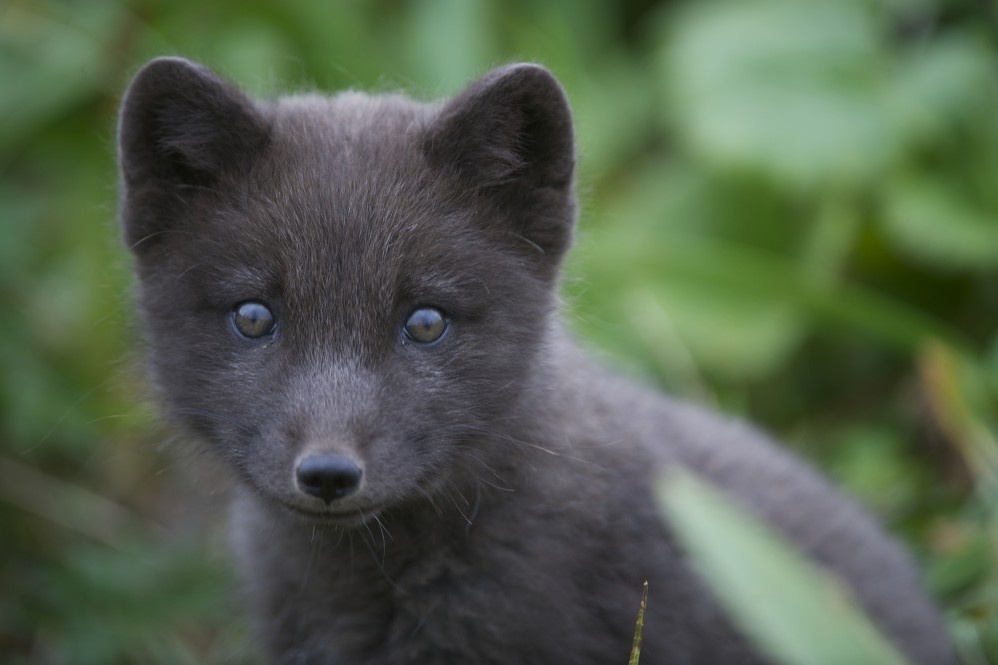 Песцы с острова Медный (Камчатка) — уникальный подвид, занесённый в Красную книгу России