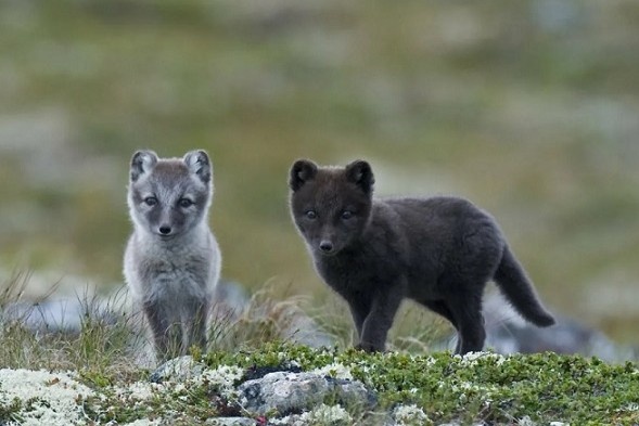 Летом зверьки едят птицу и рыбу, не брезгуют и падалью — каланами, морскими котиками и даже китами
