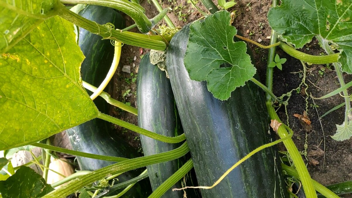 Тыква ЛУНГЕ ди НАПОЛИ