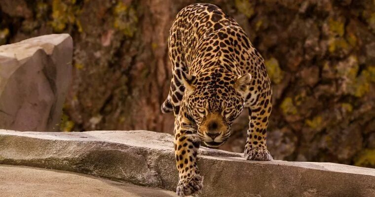 Леопард на охоте. Вся его энергия направлена на бесшумные, выверенные движения. Внимание приковано не только к добыче, но и к себе: не громко ли ступает лапа, не треснула ли веточка, не выдает ли его положение ветер. 