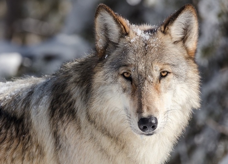 Матерый черт: под Кировом на медвежью приманку вышел огромный волчище