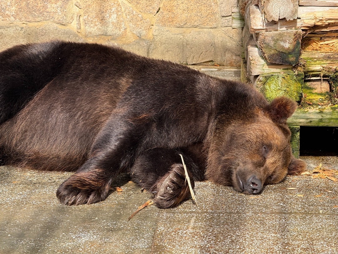 Медведь Малыш дремлет, но подглядывает:)