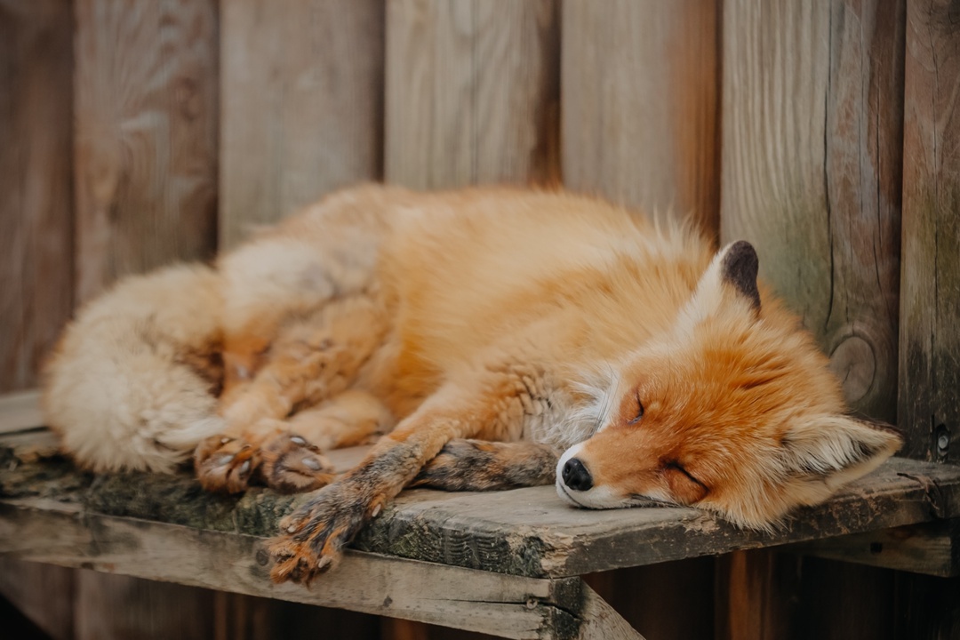 Спящая красавица-лисица Майя (фото Егора Голубкина)