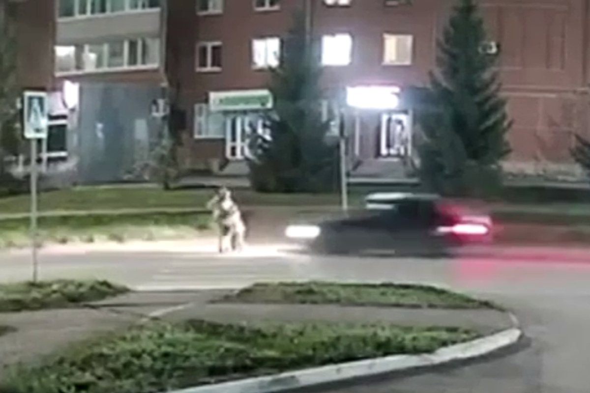 На кадрах видно, как ребенок прижимается к маме словно в объятиях. Фото: Госавтоинспекция Башкортостана/Telegram/кадр из видео 