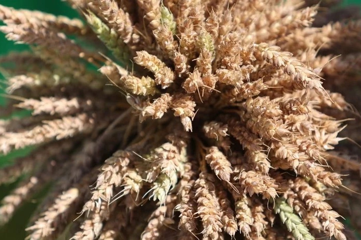    Фото: Екатерина Сычкова, источник: URA.RU