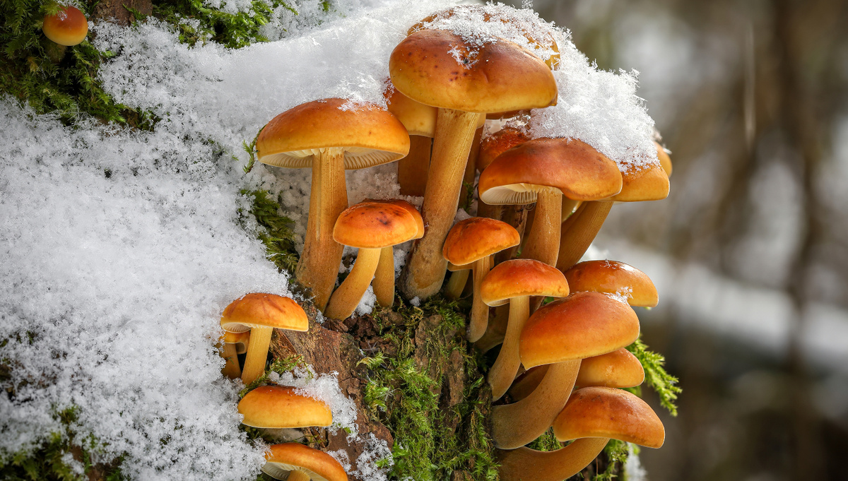     Фото: Jaroslav Machacek/Shutterstock/FOTODOM Главная особенность зимнего опенка — его способность возобновлять рост во время зимних оттепелей даже после заморозков