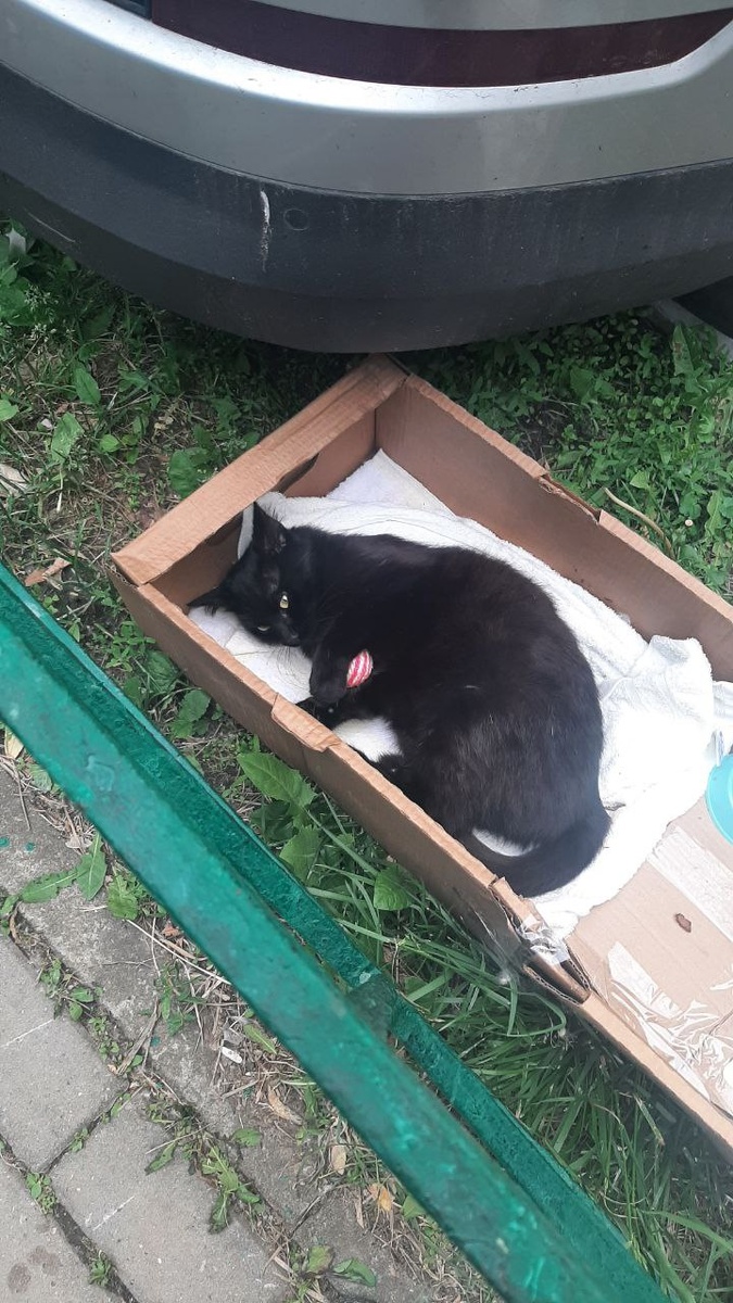 Оникс с мячиком