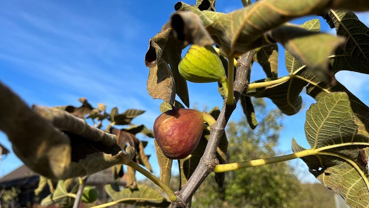    Фото: телеканал «Краснодар»