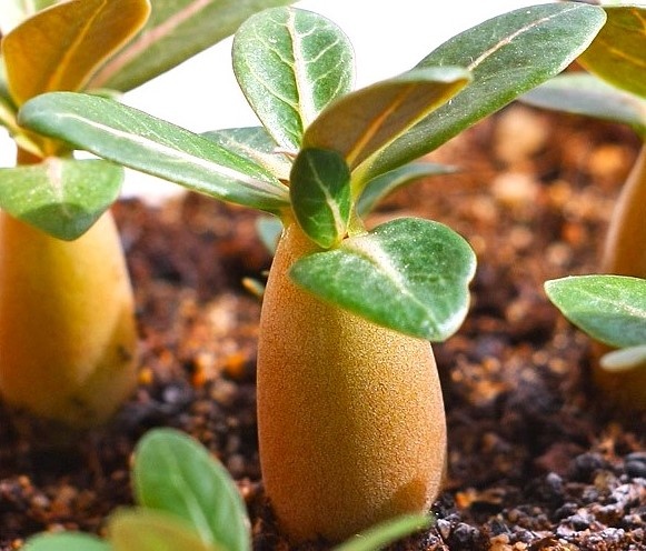 из открытого доступа. Малыш- адениум.. такой попастик)