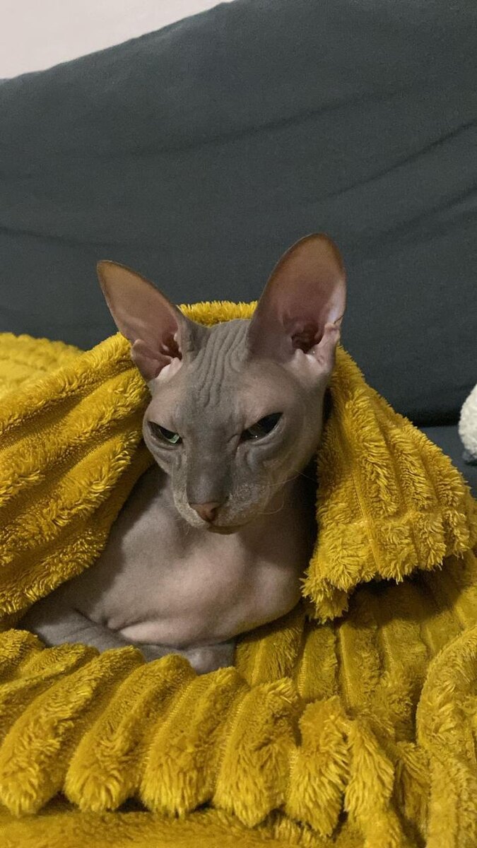 Мать моя куда то сумки собирает, задумала что то, неужели меня бросит? 