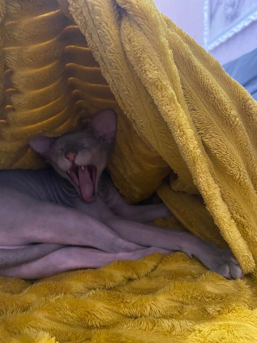 Поспала, теперь можно и поиграть, мне же приснилось, что кто то куда то собрался уехать?