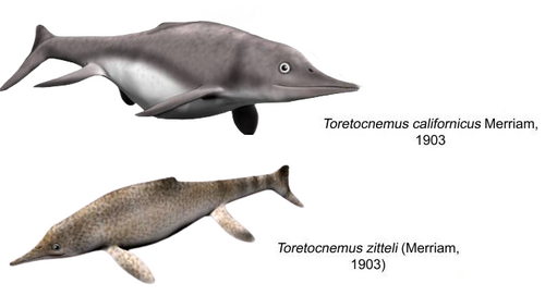 Представители рода торектокнемов.