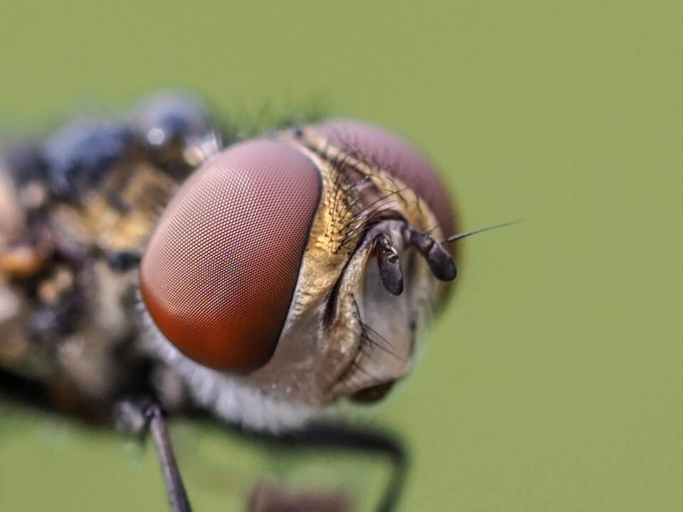    Насекомые Алтайского края. Источник: Светлана Кулёва