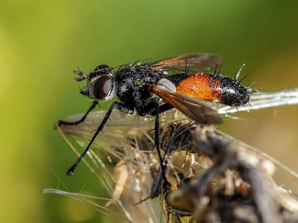    Насекомые Алтайского края. Источник: Светлана Кулёва