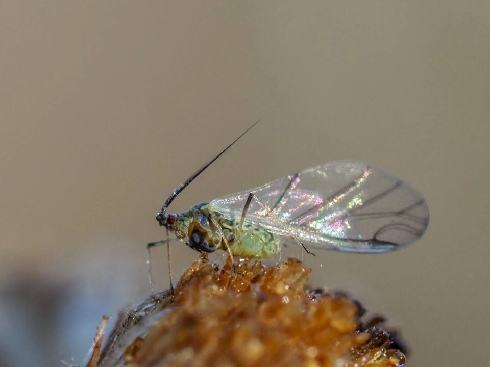    Насекомые Алтайского края. Источник: Светлана Кулёва