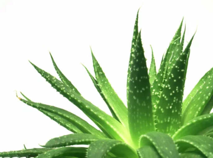 Aloe