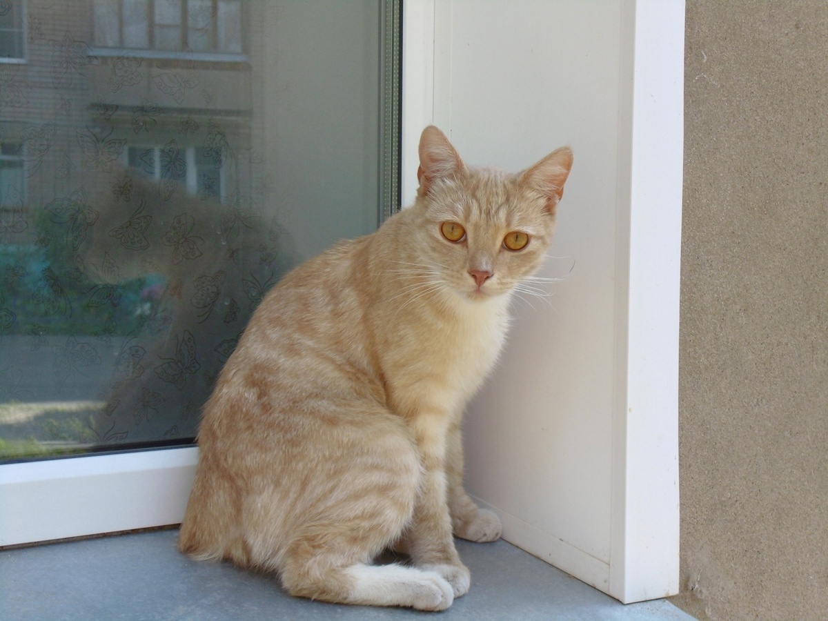    Большинство людей гладят кошек неправильно - вот как нужно делать, чтобы кошка вас обожала