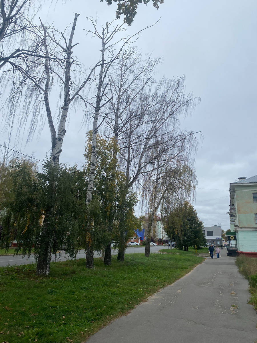 Пять погибших берёз на улице Татарстана — яркий пример бактериальной водянки. Эти деревья тоже начали усыхать сверху