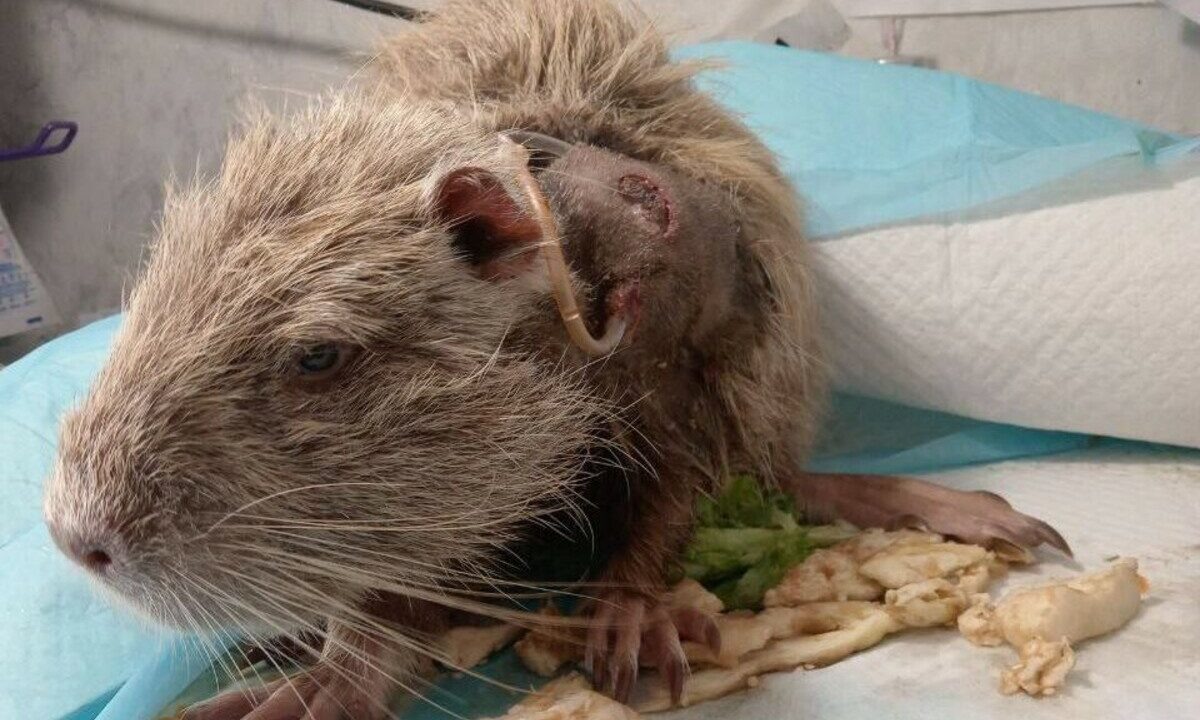    Фото t.me/ng_nov