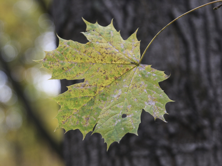   Геннадий Черкасов