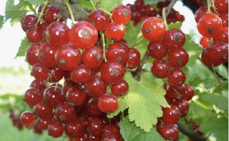 Обрезка красной и белой смородины осенью: простые правила для богатого урожая