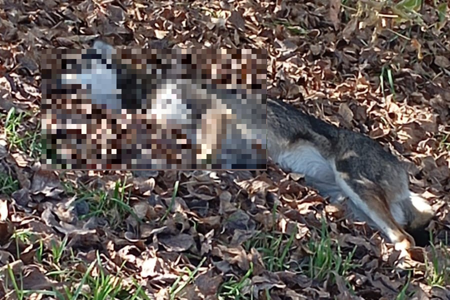    Фото предоставлено героями публикации