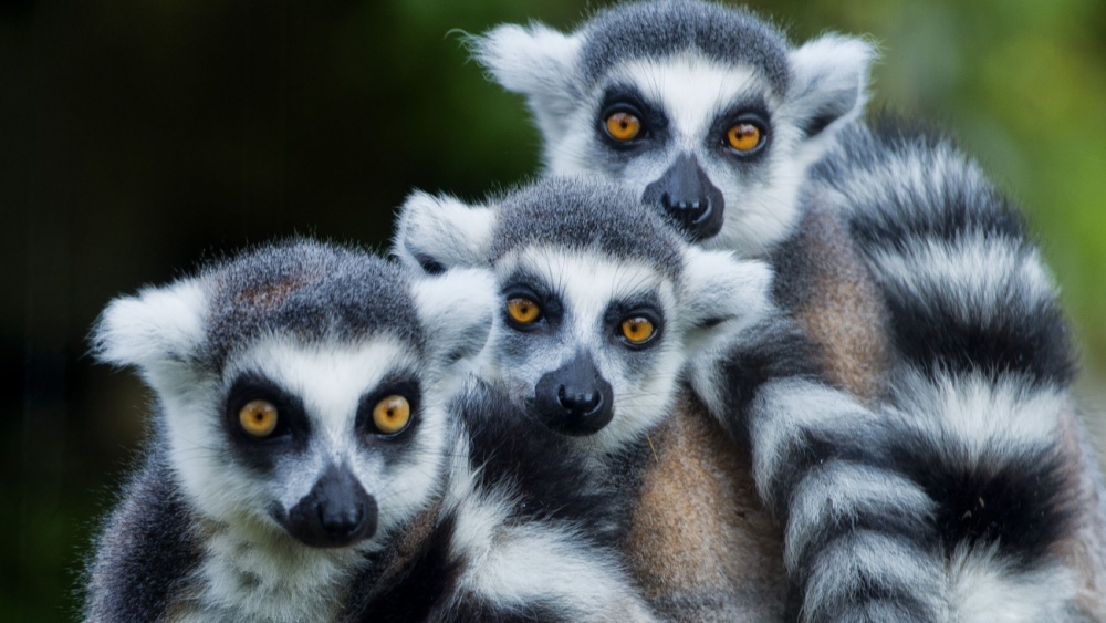     Фото: Andrea Izzotti/Shutterstock/FOTODOM