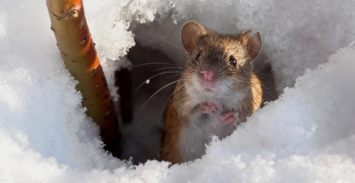 мыши в саду