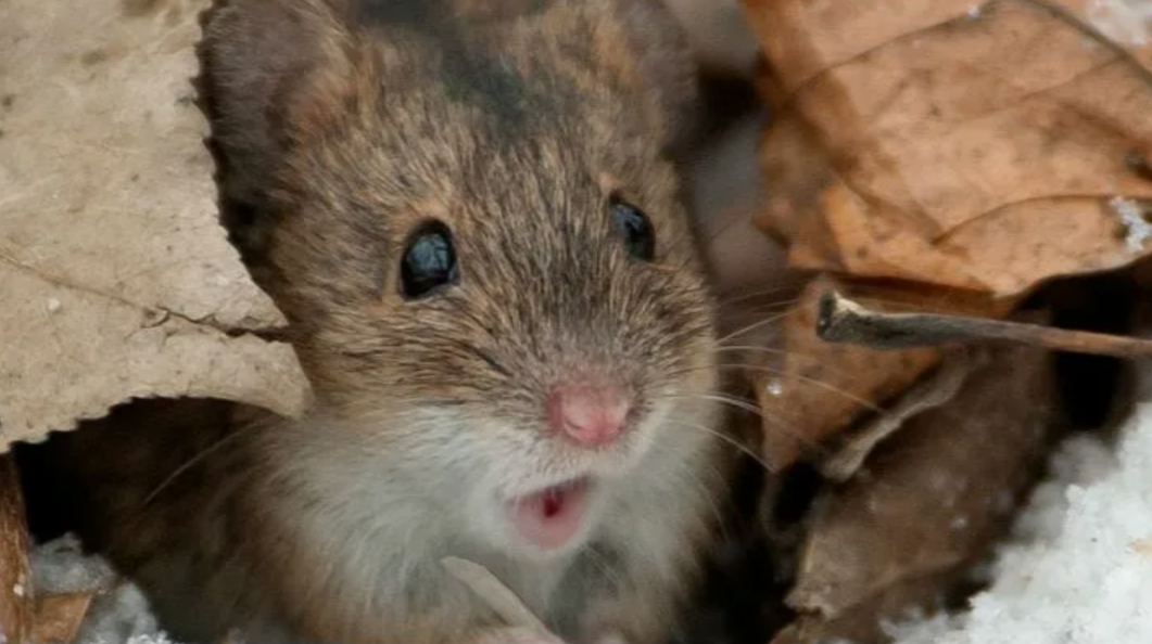 Вау! Боюсь, боюсь. Не пойду я на этот защищённый участок, пойду на соседний))))