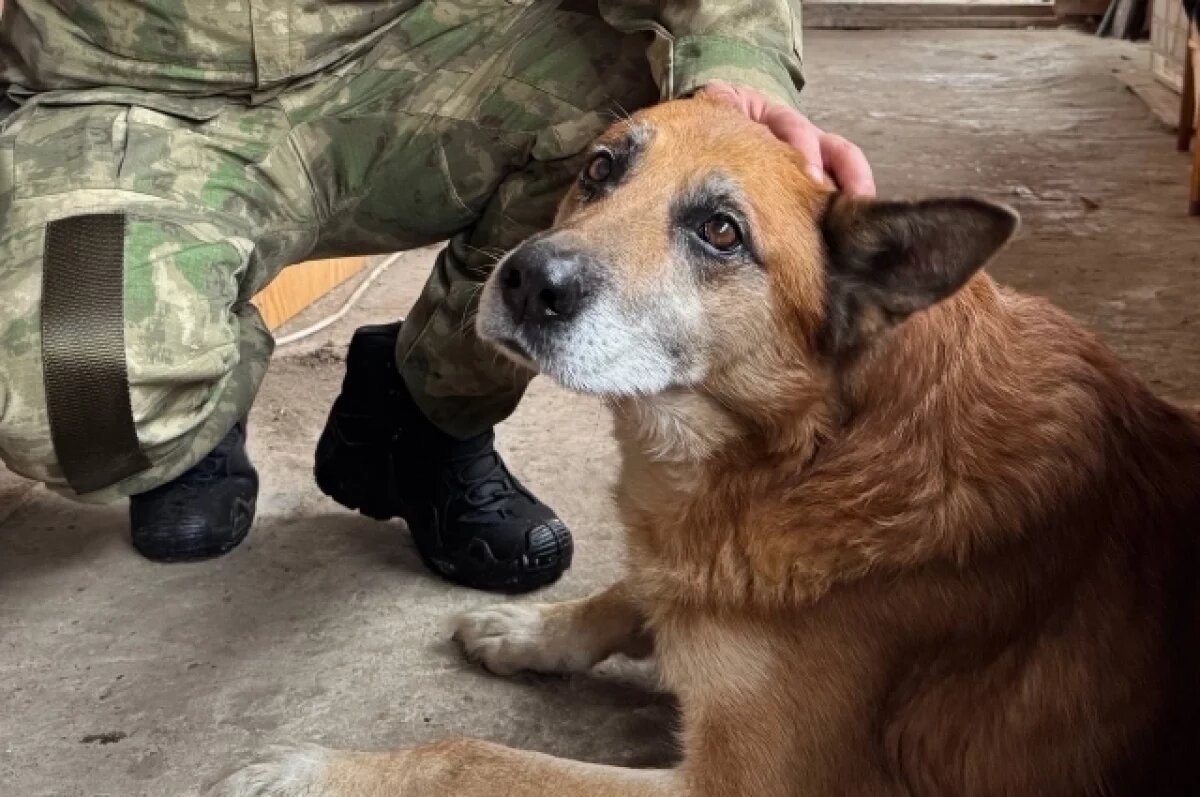    В дом, пострадавший от атаки БПЛА в Прикамье, вернули напуганную собаку