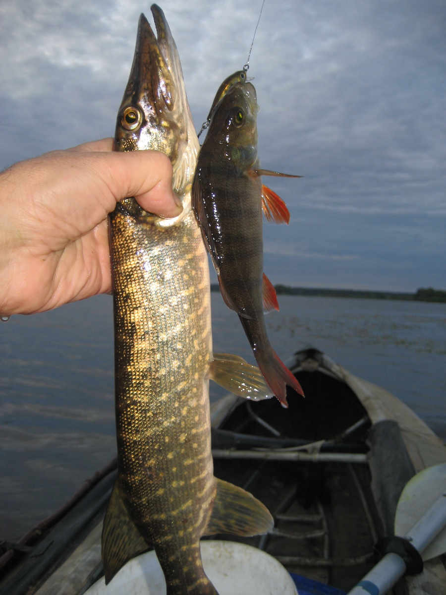 Догналась. Не мамка конечно, но...Охотилась за моим окунем. На Хамсин 50мм.