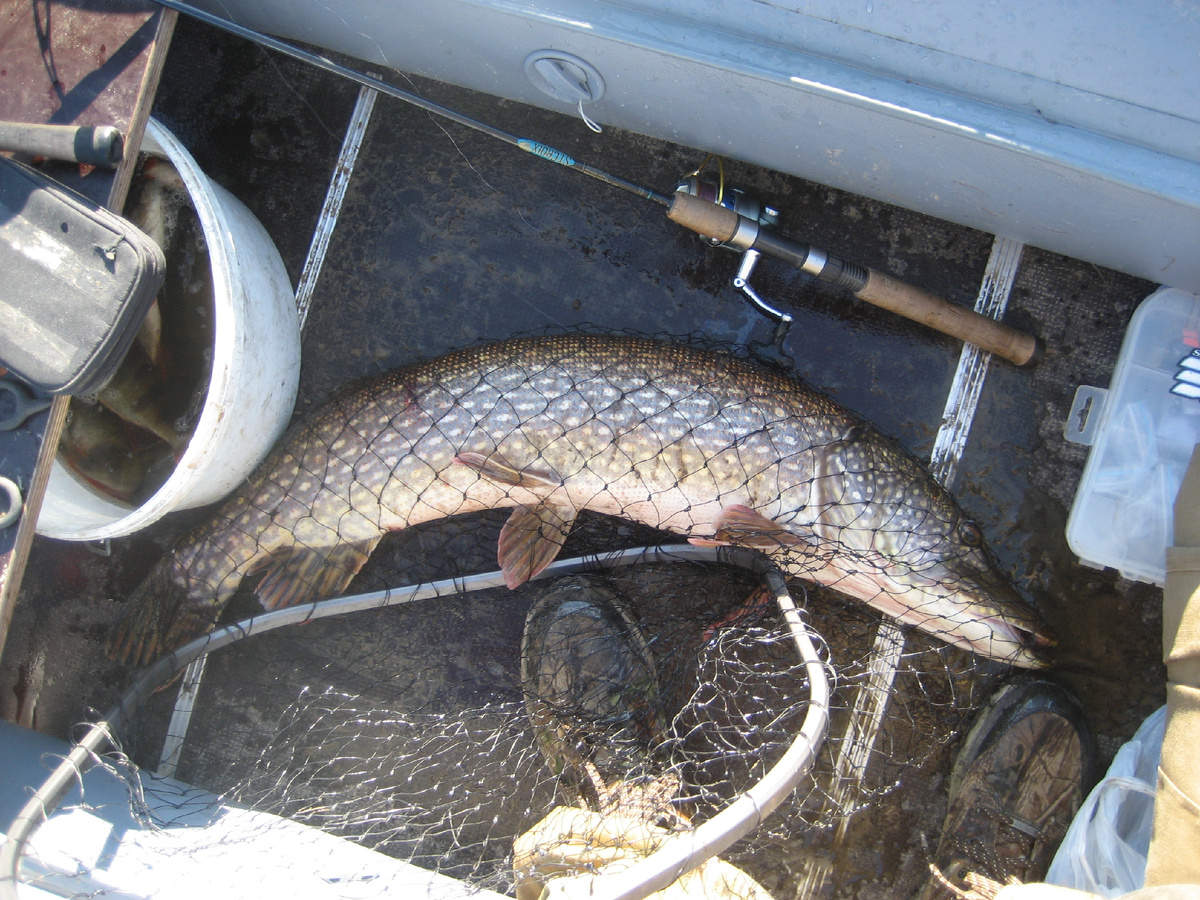 При ловле окуня на отводной. Окуня видно в кане.