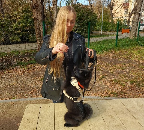 Если у вас есть собака, значит здесь вам рады