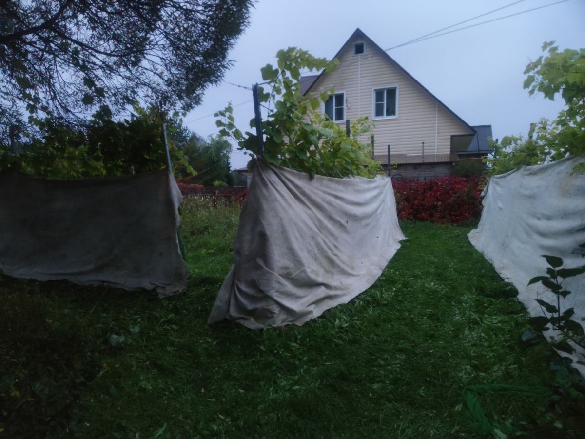 Укрытие винограда Дорнитом