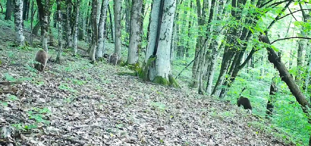    Фото: Кавказский биосферный заповедник