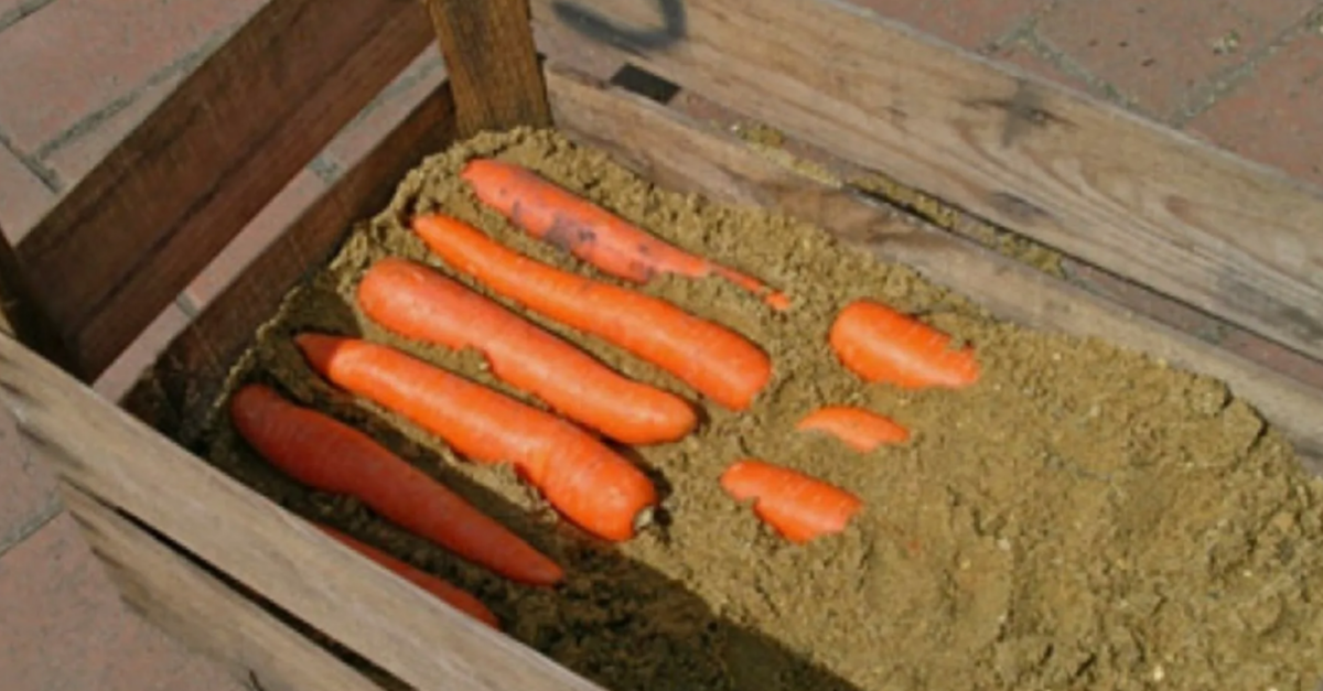 хранение моркови в песке