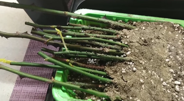 Новый способ черенкования дал 53 розы. Делюсь секретом