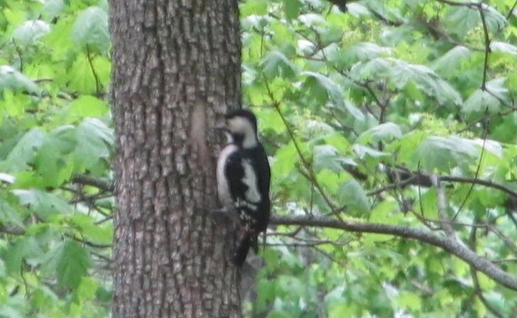    фото Курские известия