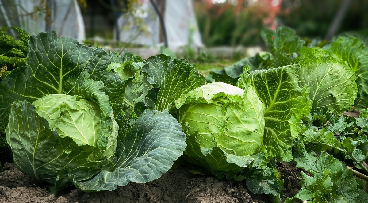    Вспомнил старый советский рецепт из капусты. Готовлю несколько дней подряд, уж очень вкусно и просто