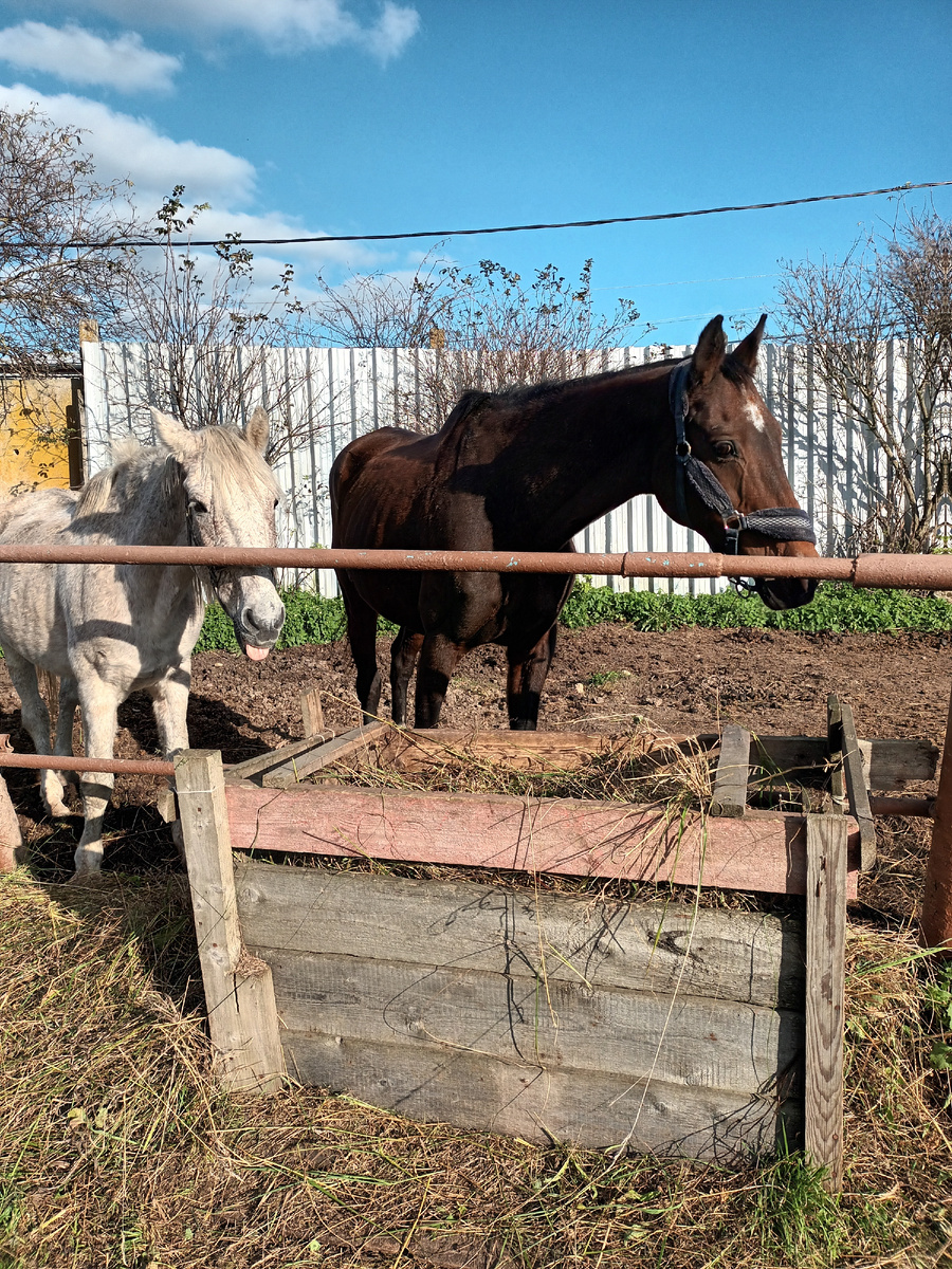 Мася хочет вас развеселить и показывает язык