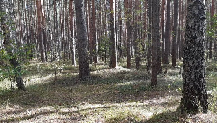    Фото: Лукьянов Дмитрий, AgroXXI.ru