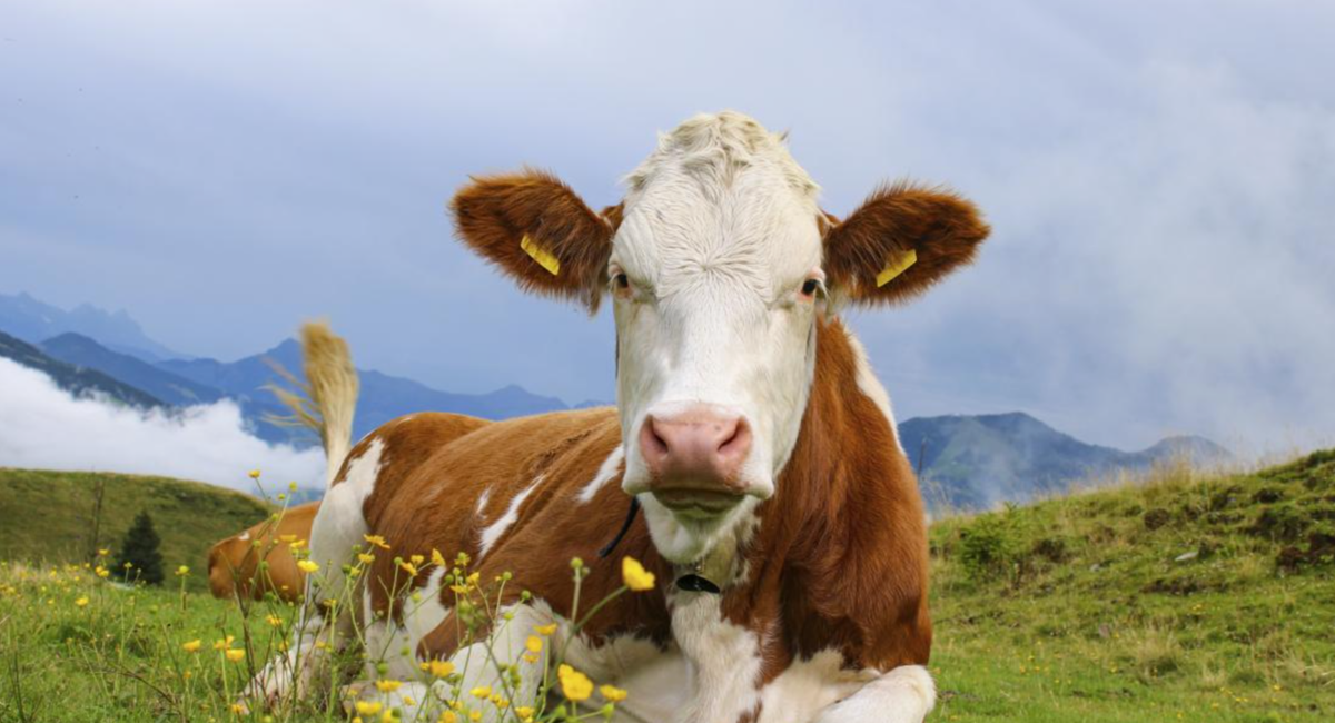 корова даёт не только молоко